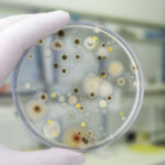 Biobanca Enea, online il sito della grande raccolta dei microrganismi
