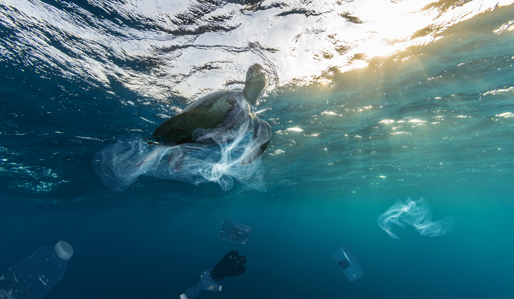 Riduzione plastica negli oceani, in aiuto un fungo marino mangia-plastica