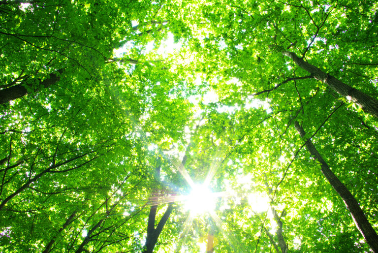 Stefano Mancuso: piantare alberi, ci salverà dal surriscaldamento