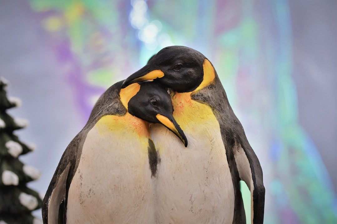 5 cose da sapere sul pinguino imperatore e perché è importante salvarlo