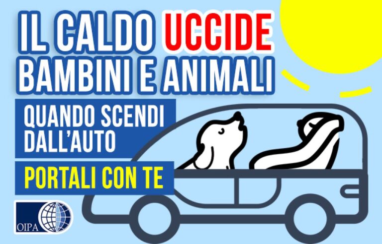 Lasciare cani in auto al caldo è un reato, cosa possiamo fare? I consigli dell’OIPA