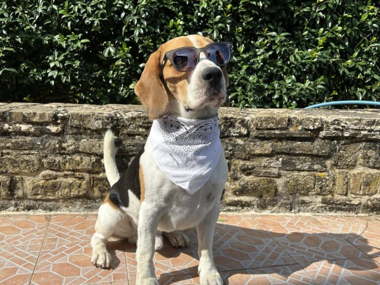 Giornata mondiale del cane, celebrare l'amore per gli amici a quattro zampe