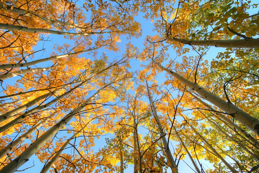 Foliage, vivere i colori dell’autunno in foreste e parchi certificati