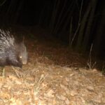 Gatto selvatico, istrice e puzzola, a Firenze si svela una fauna insospettabile