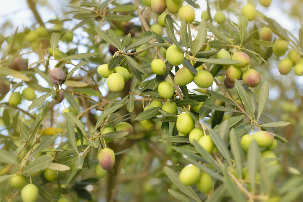 Oleario, giocare per conoscere l’olio d’oliva italiano