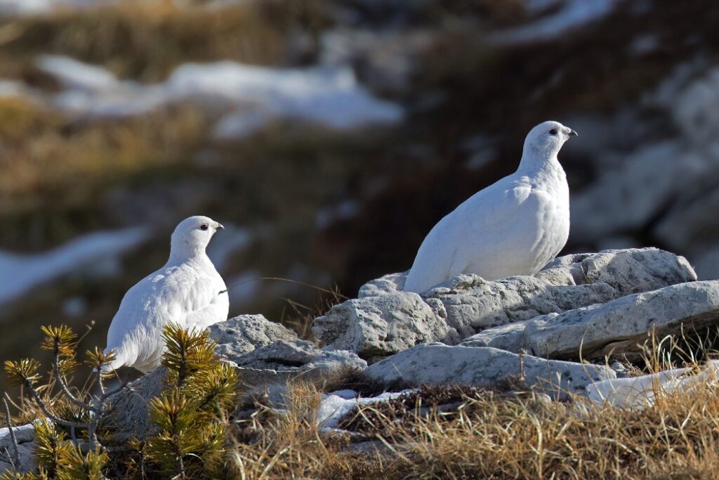 Impianti sciistici minacciano rifugi climatici, a rischio specie ad alta quota