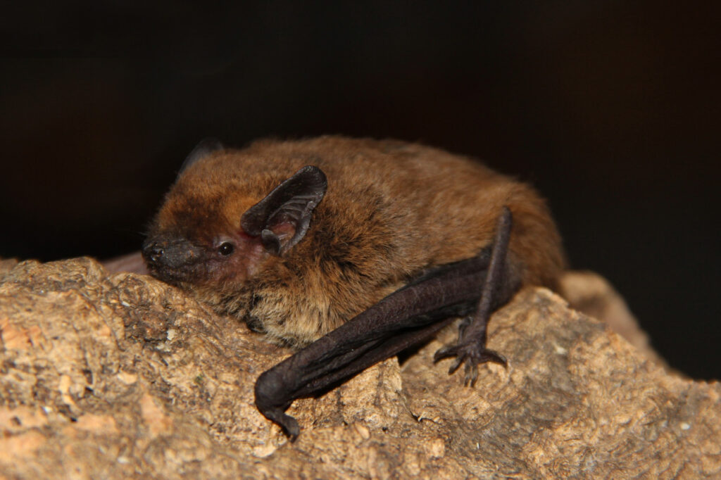 Pipistrelli in città: una risorsa preziosa