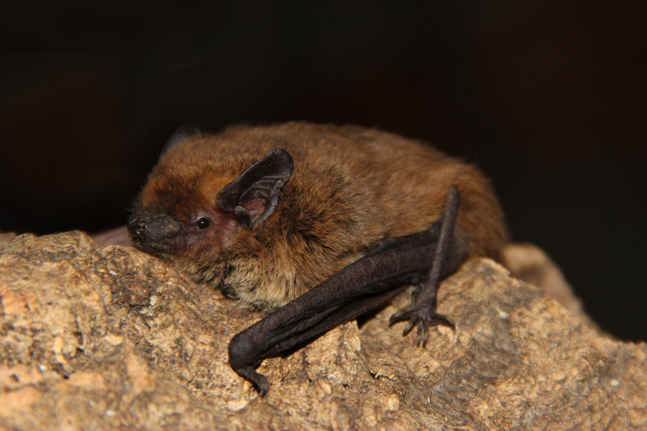 Pipistrelli in città: una risorsa preziosa