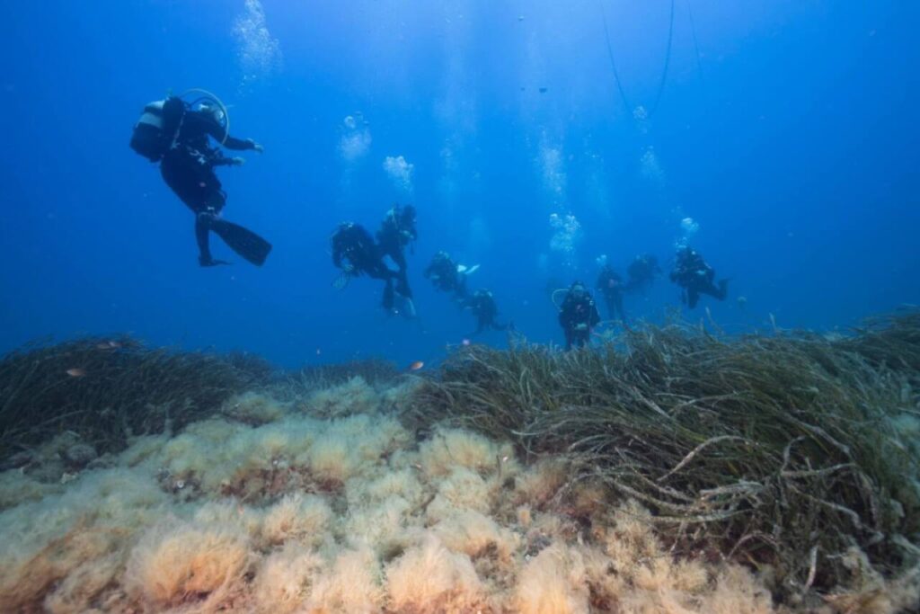 Le Secche di Tor Paterno: oasi di biodiversità sommersa nel cuore del Tirreno