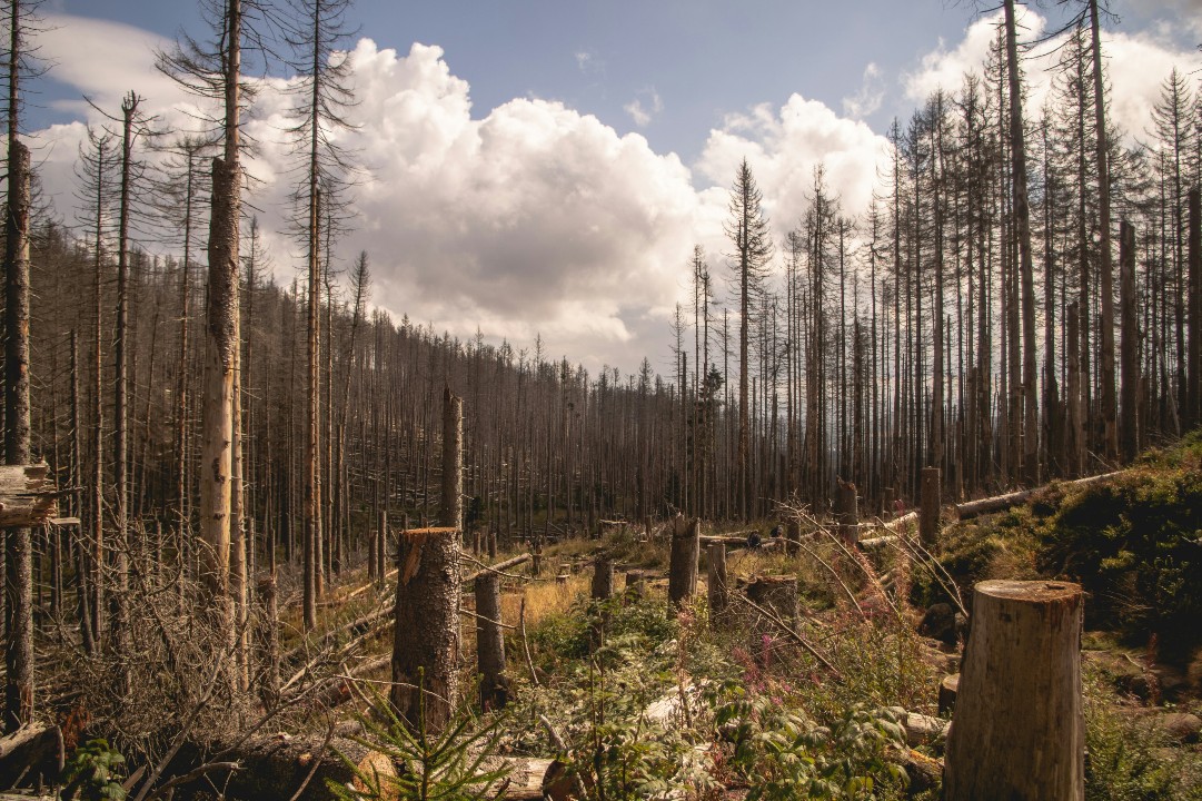 VAIA, la startup in aiuto delle foreste colpite dal bostrico