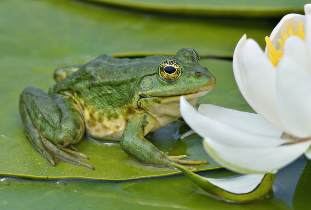 Biodiversità, animali brutti e pericolosi discriminati dai fondi previsti